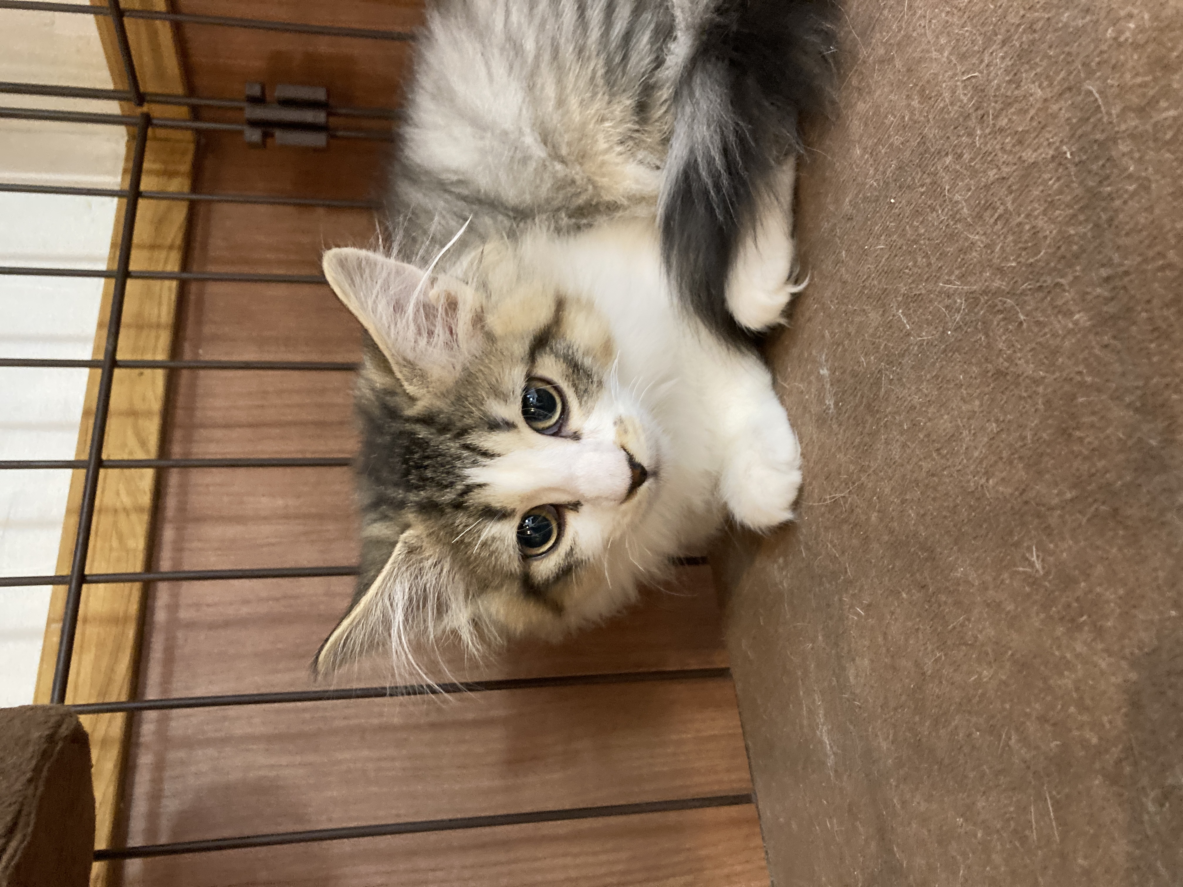 猫カフェ,ノルウェージャン・フォレストキャット