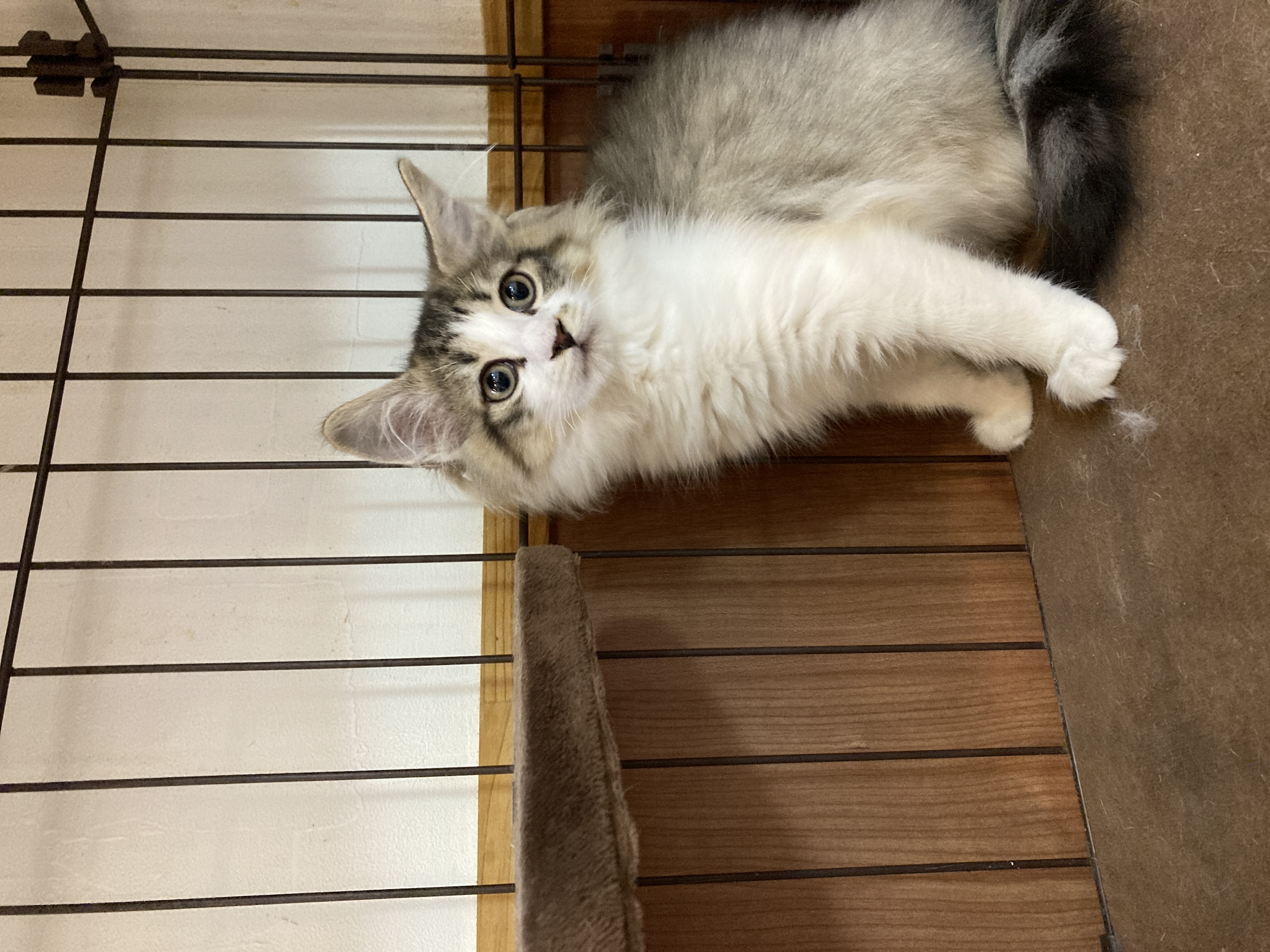 猫カフェ,ノルウェージャン・フォレストキャット