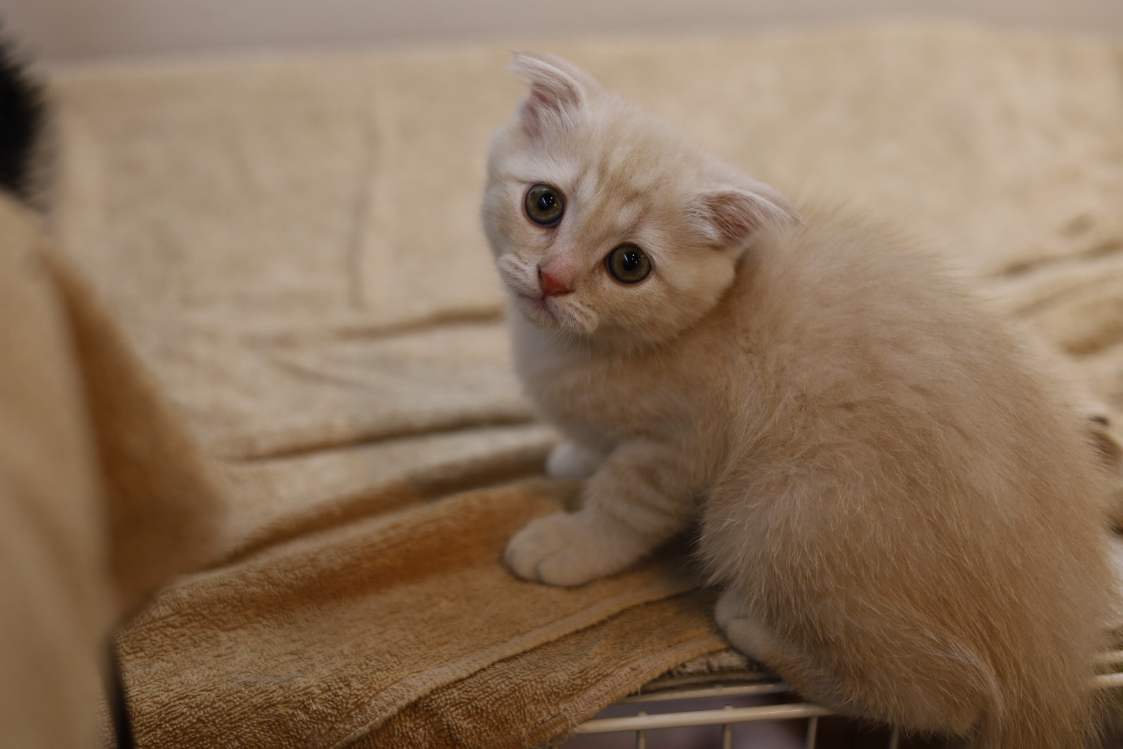 猫カフェ,スコティシュ