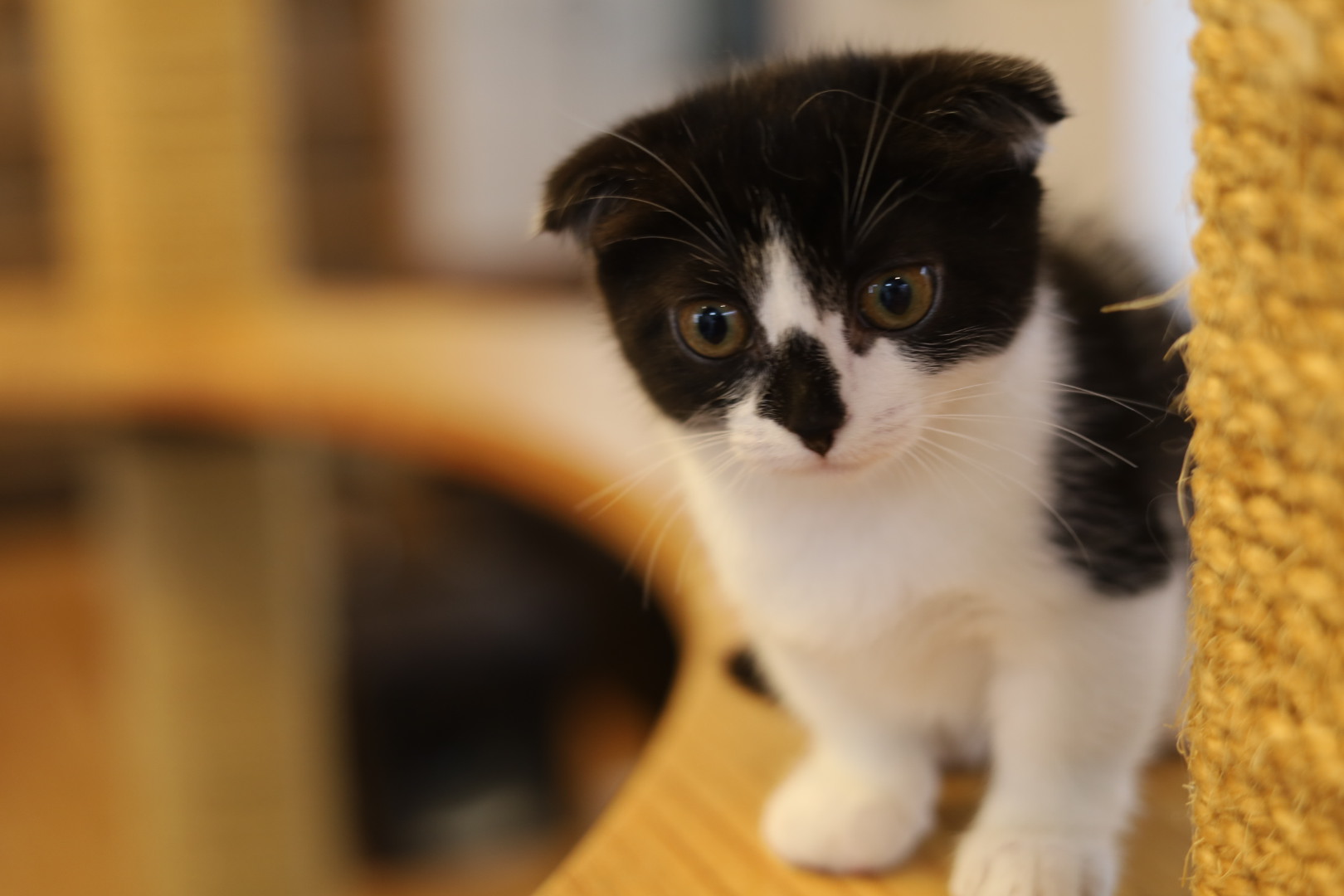 猫カフェ,マンチカン