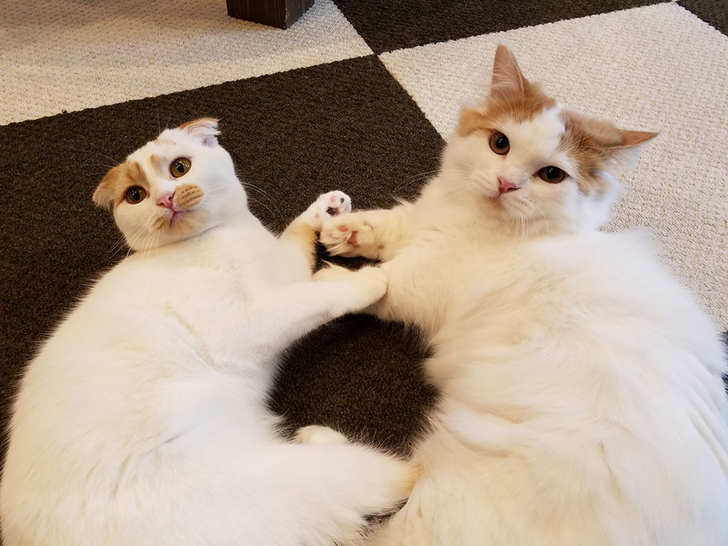 猫カフェ,誕生日