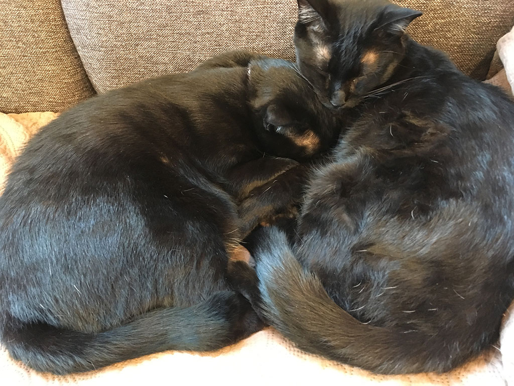 猫カフェ,誕生日