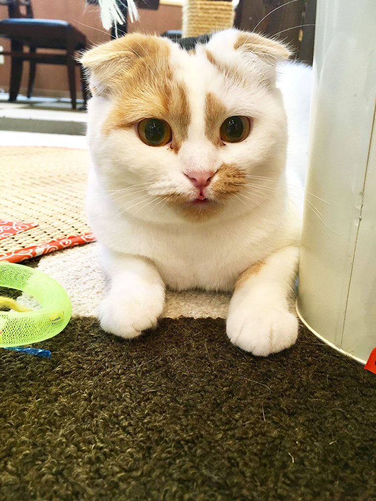 猫カフェ,誕生日