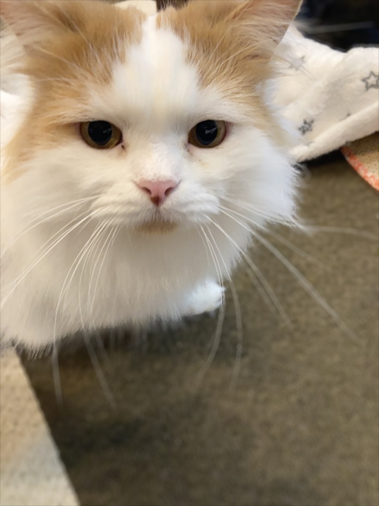 猫カフェ,誕生日