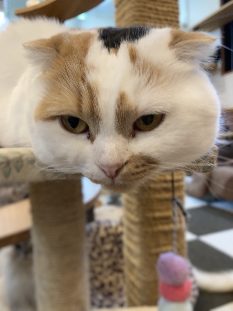 猫カフェ,誕生日