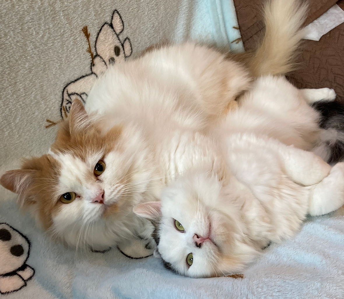 猫カフェ,誕生日