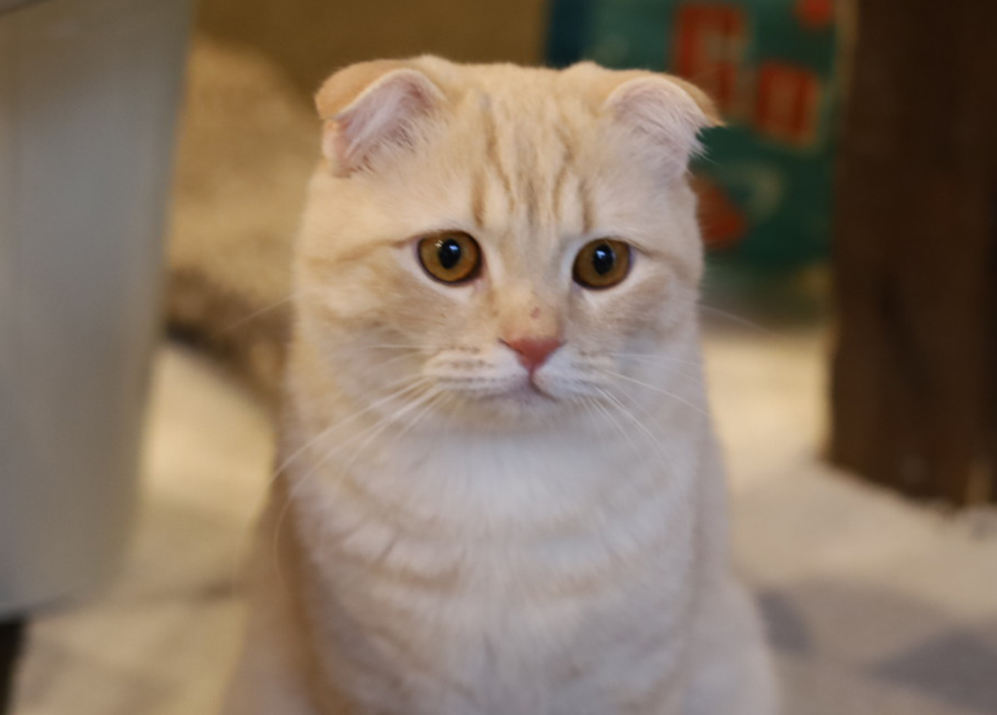 猫カフェ,誕生日