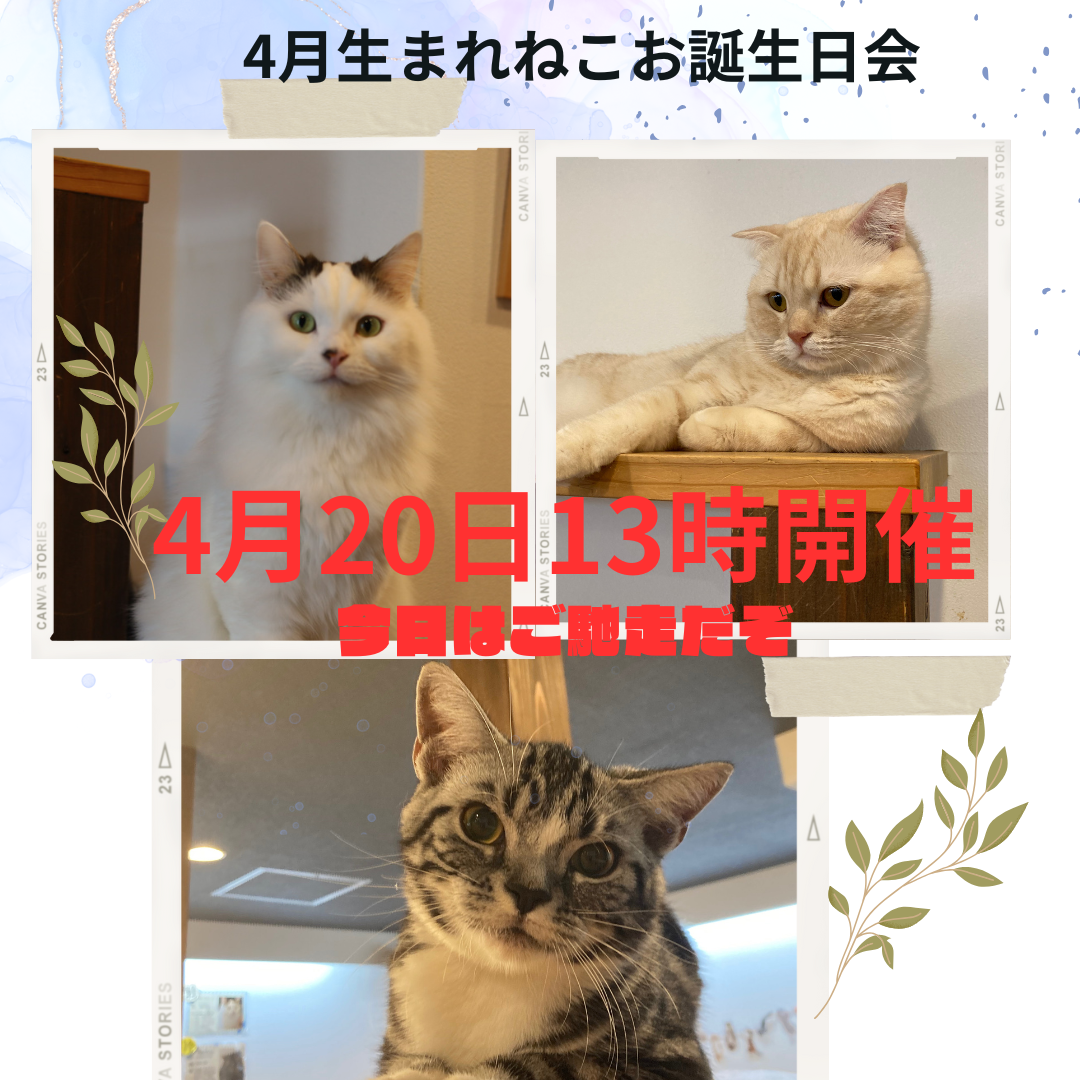 猫カフェ,誕生日