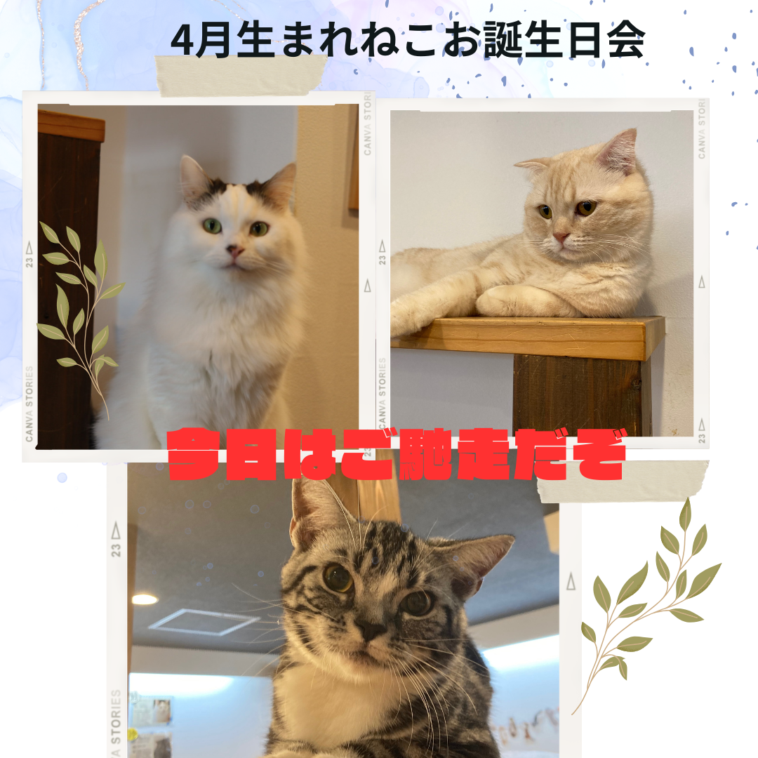 猫カフェ,誕生日