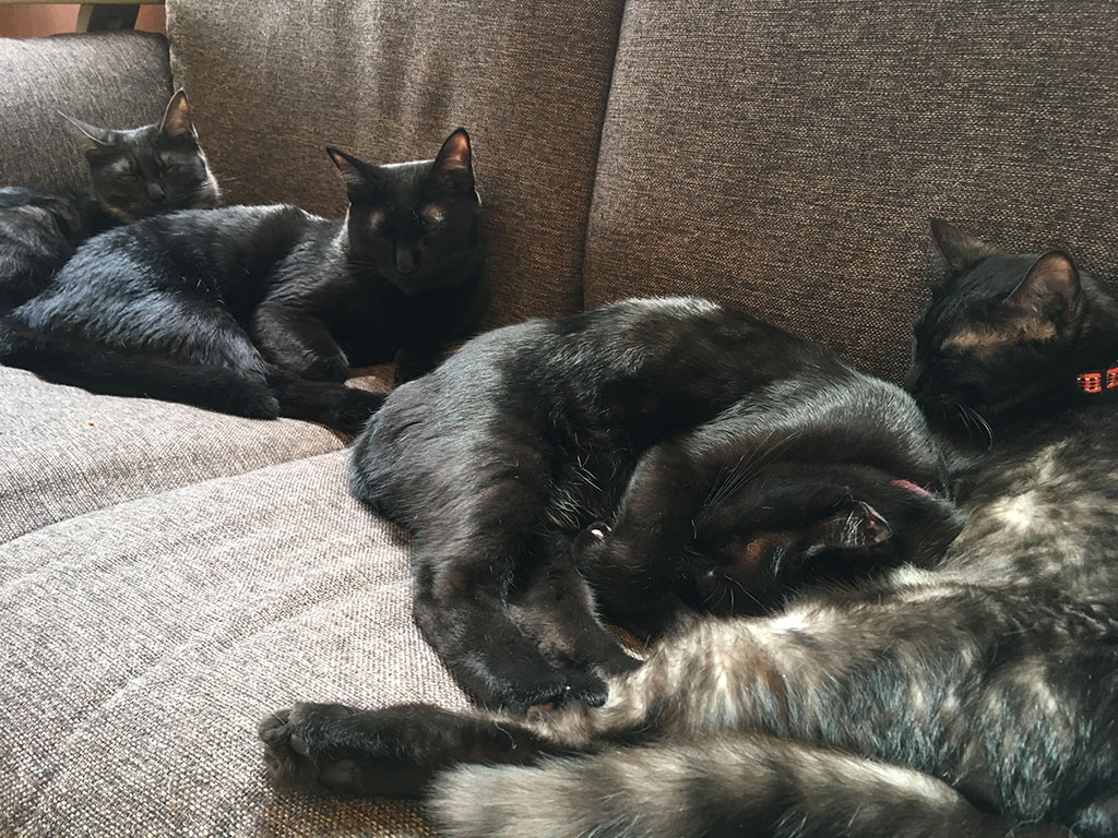 猫カフェ,誕生日