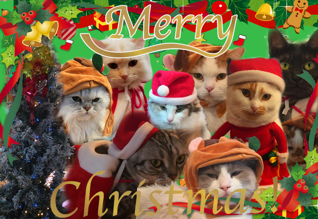 猫カフェ,クリスマス,抽選,福引き
