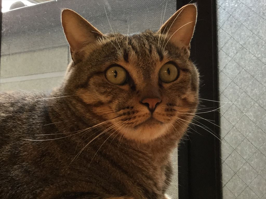 猫カフェ,誕生日