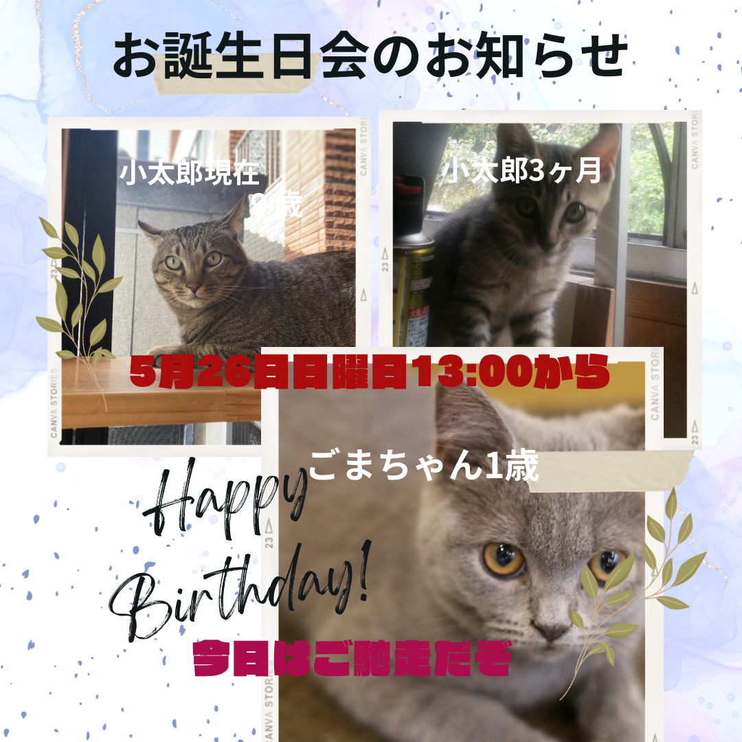 猫カフェ,誕生日