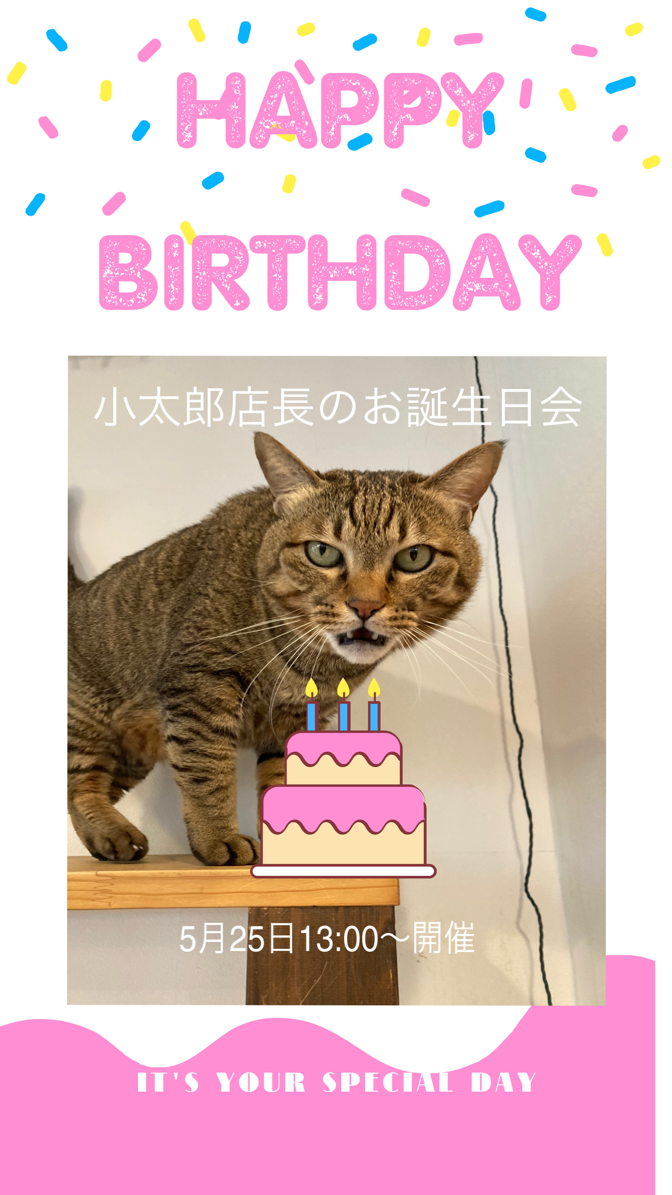 猫カフェ,誕生日