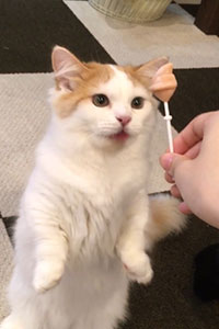 猫カフェ,夏休み