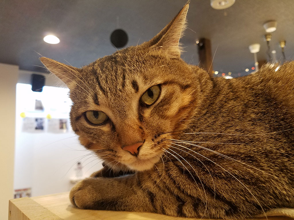 猫カフェ,誕生日