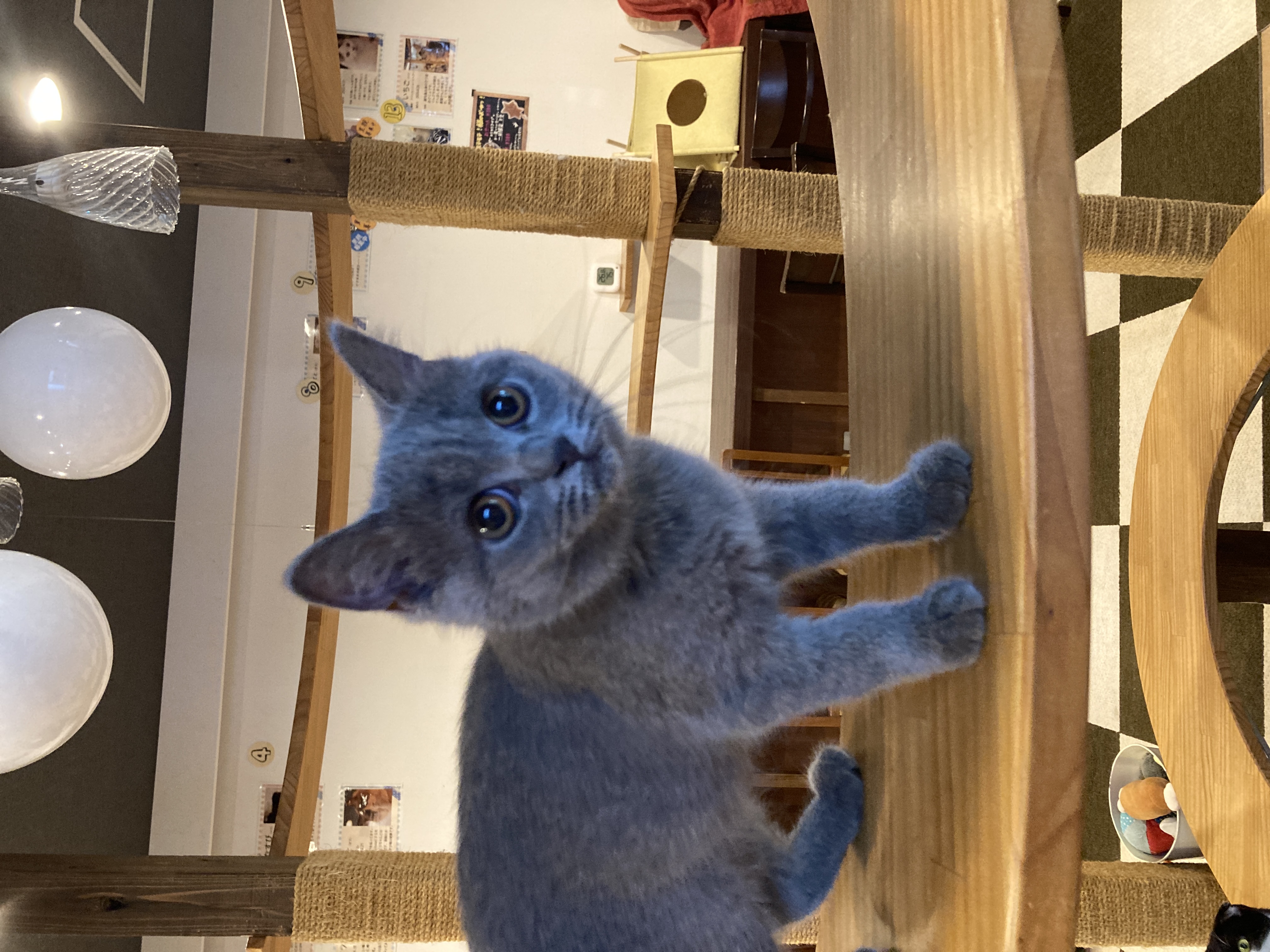 猫カフェ,ブリティッシュ