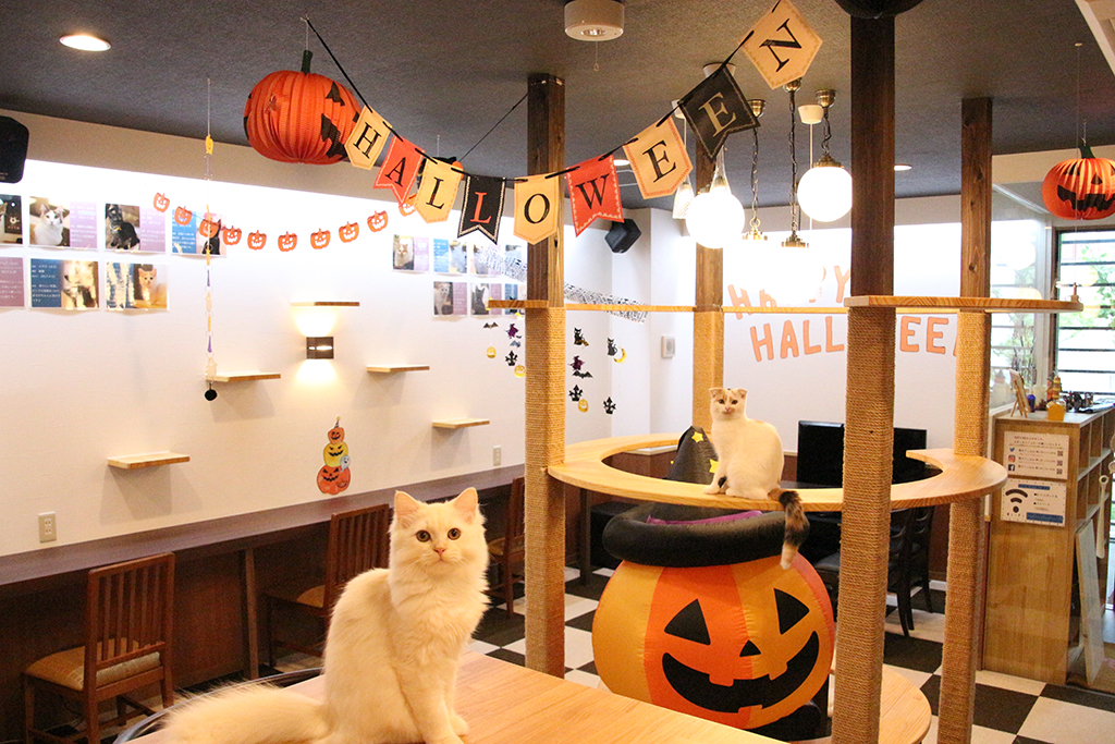 猫カフェ,ハロウィン