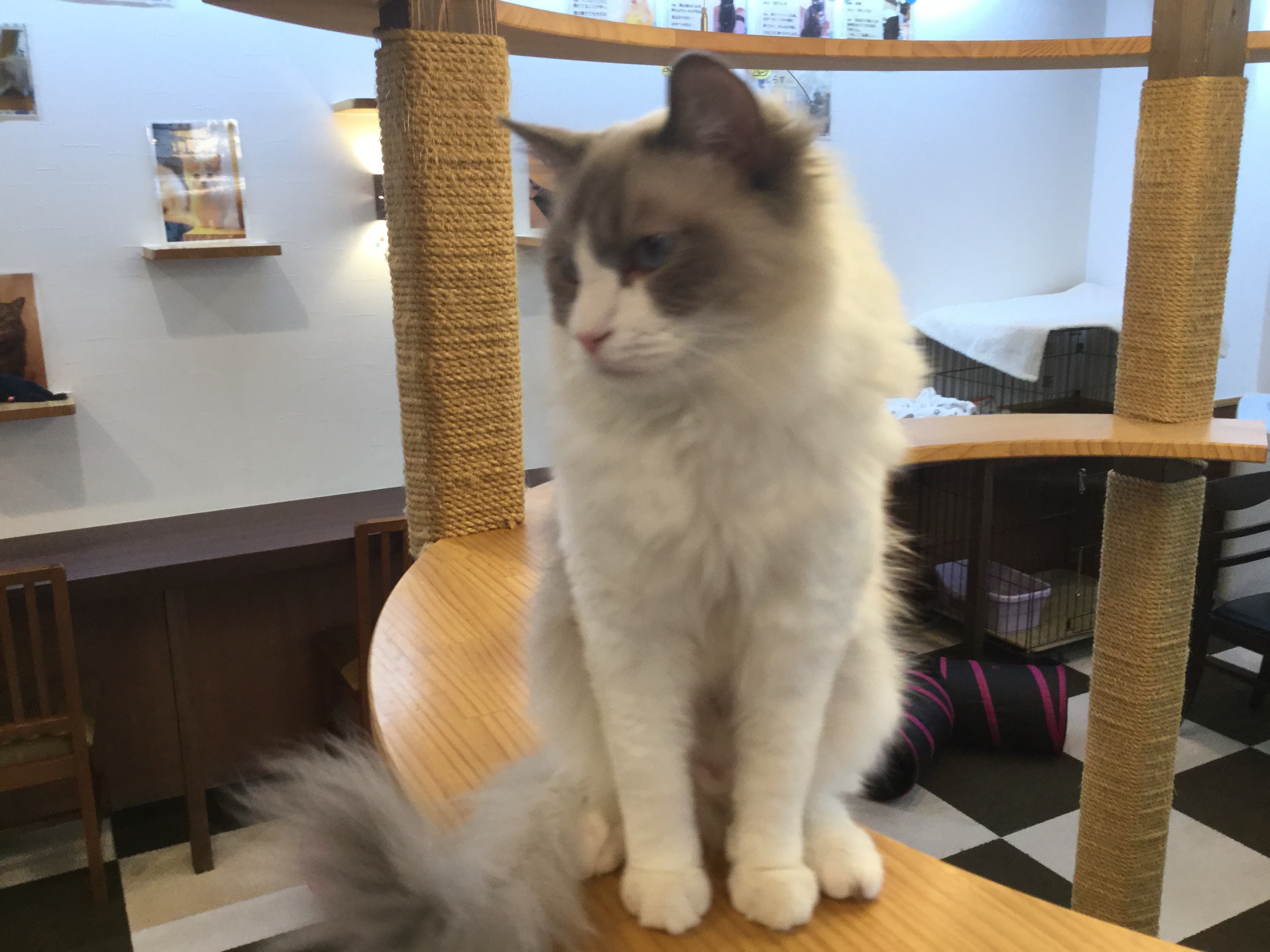 猫カフェ,誕生日