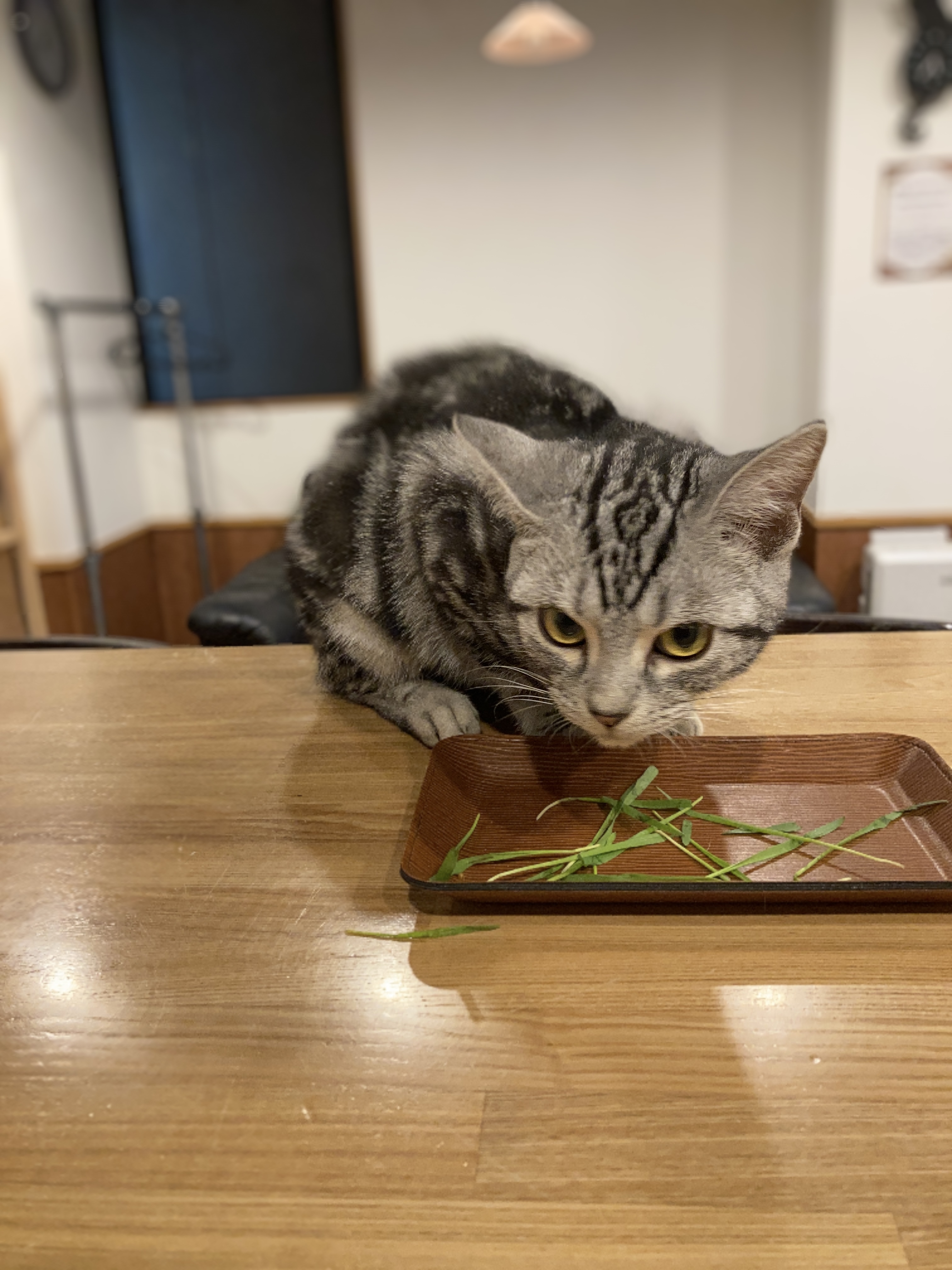 猫カフェ,誕生日