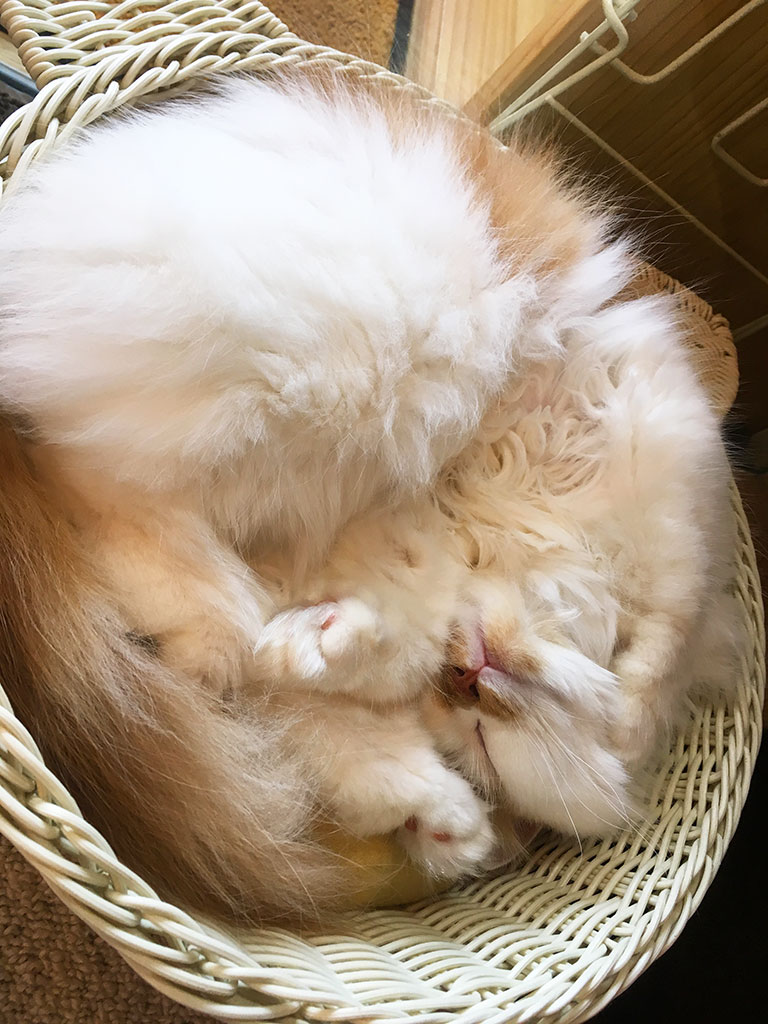 猫カフェ,誕生日