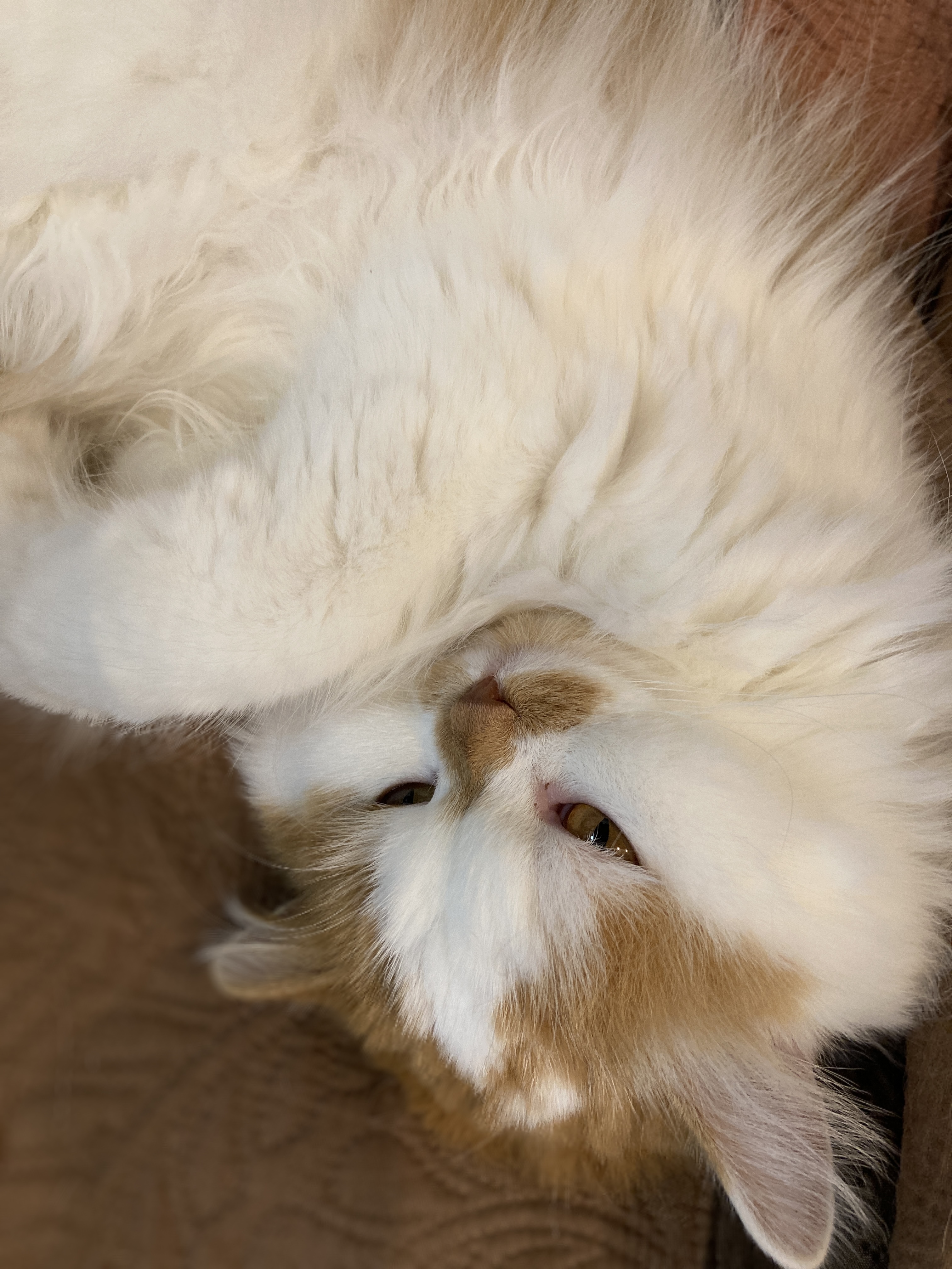 猫カフェ,誕生日