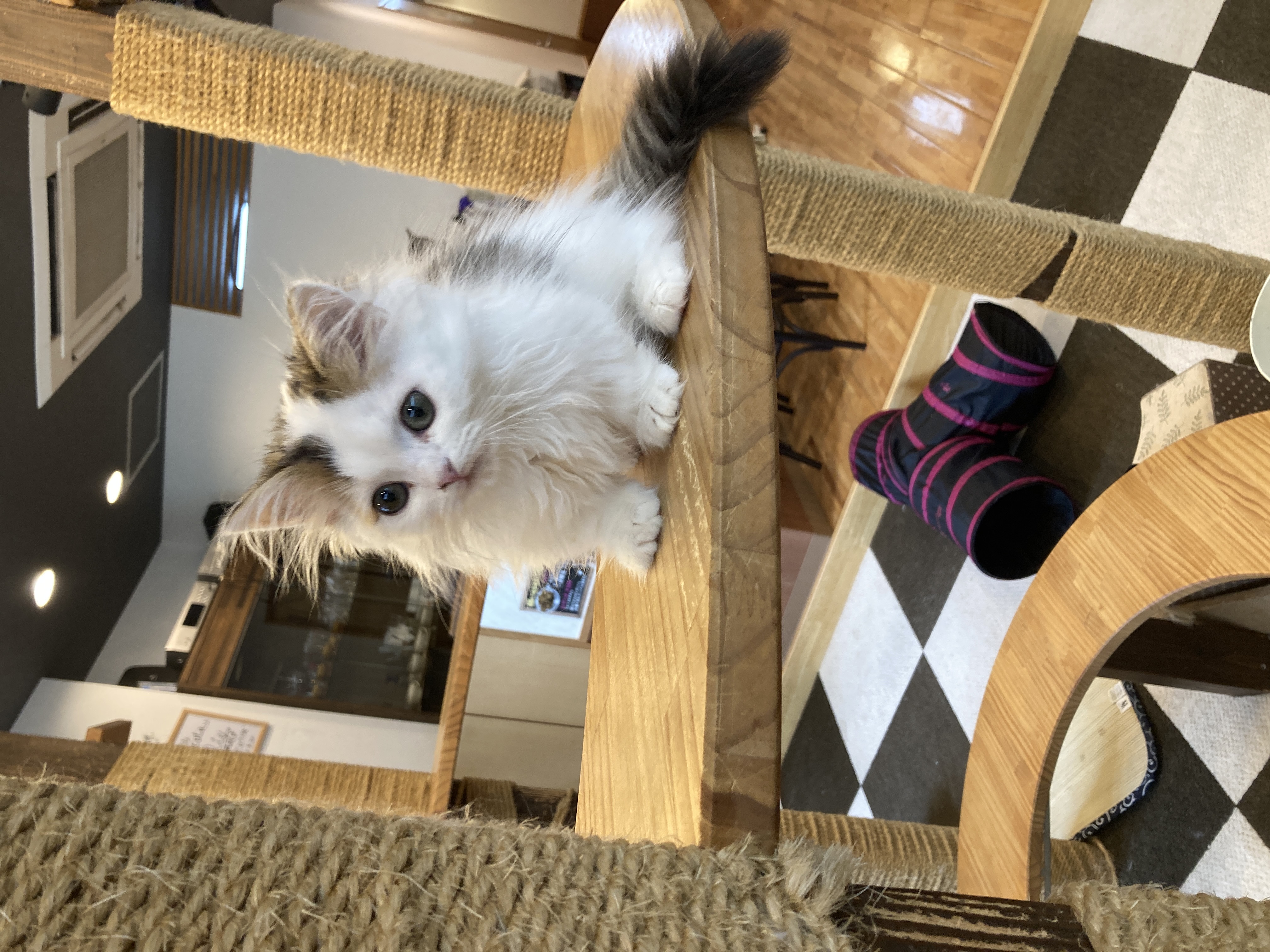 猫カフェ,ミヌエット