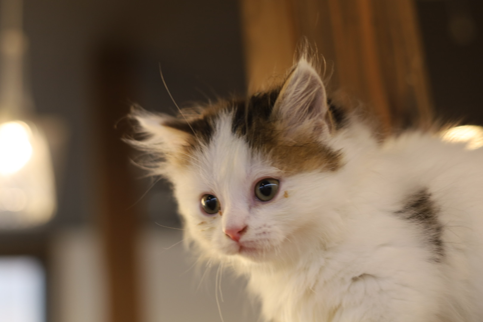 猫カフェ,ミヌエット