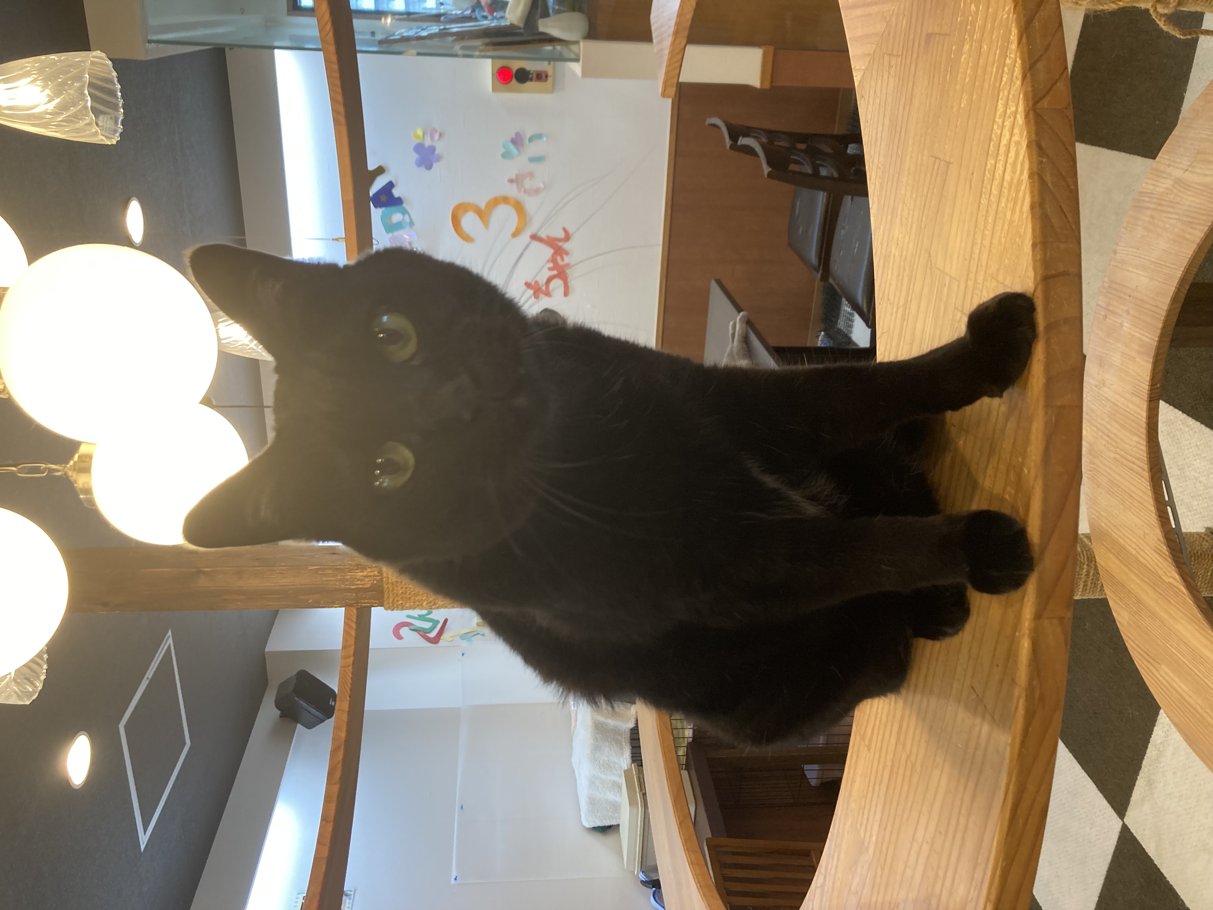 猫カフェ,誕生日