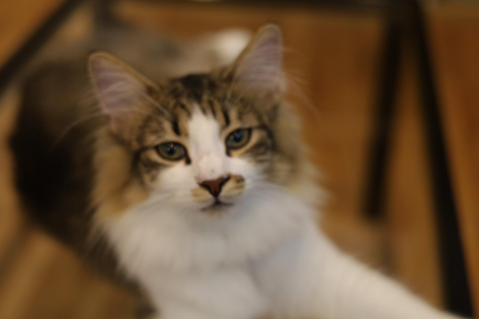 猫カフェ,誕生日