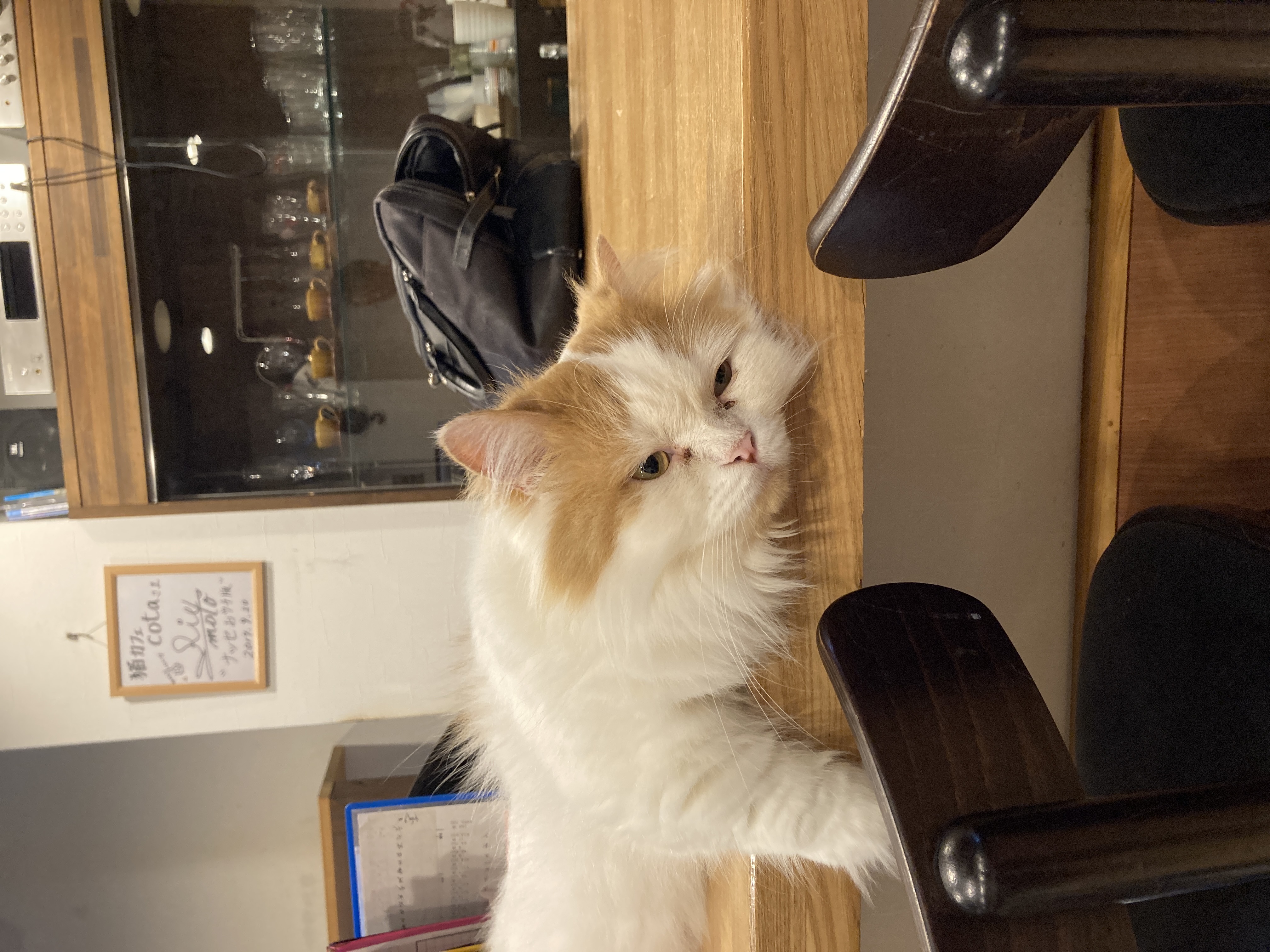 猫カフェ,誕生日