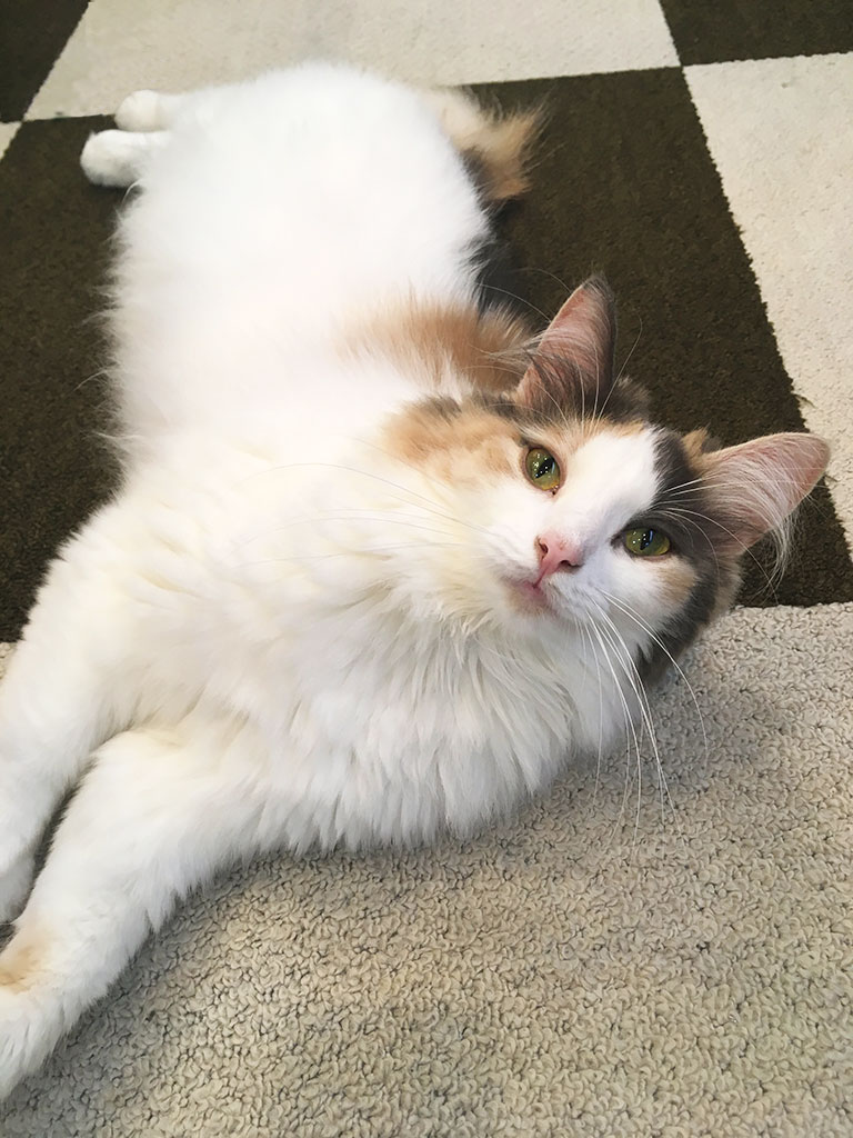 猫カフェ,誕生日