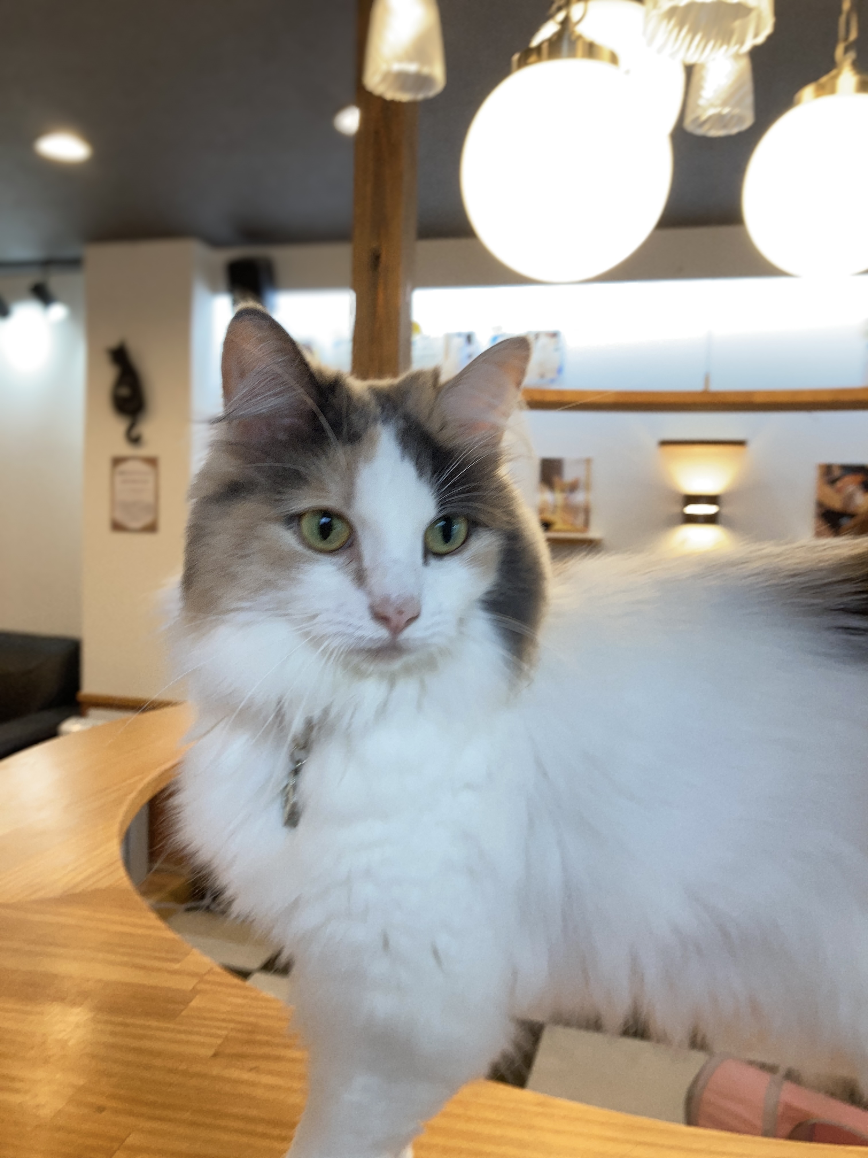 猫カフェ,誕生日