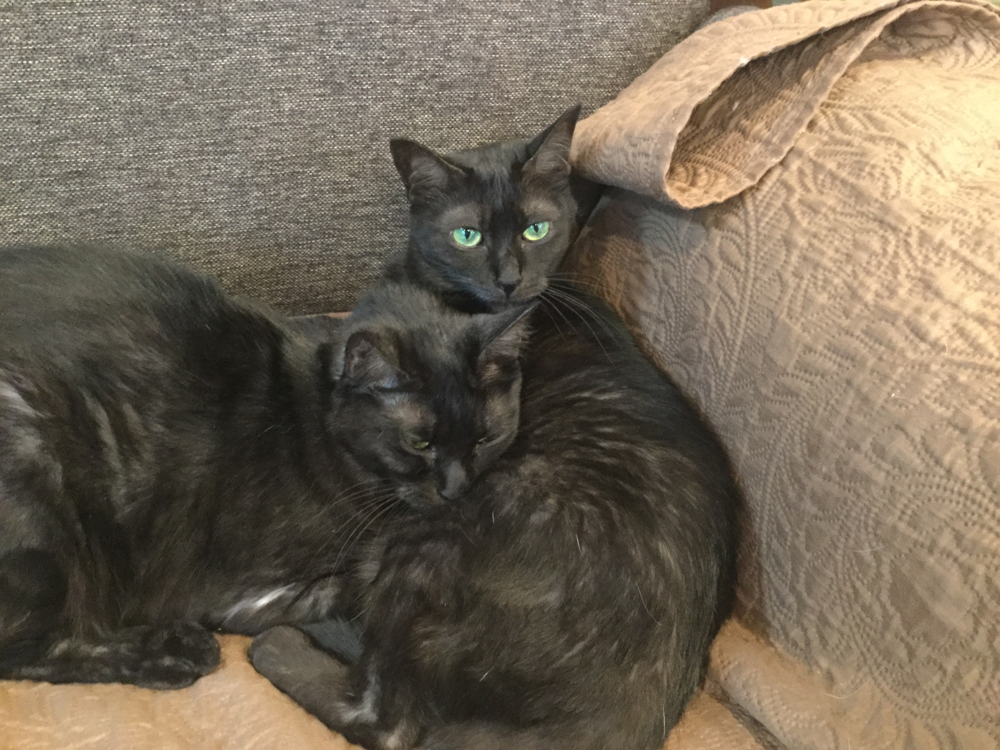 猫カフェ,誕生日