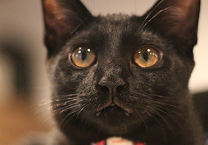 雑種の黒猫 イクラ