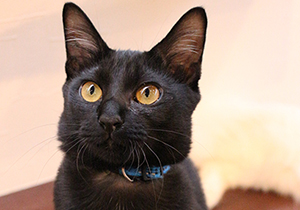 雑種の黒猫 カツオ