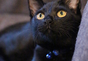 雑種の黒猫 タラオ