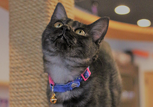 雑種の黒猫 むぎ