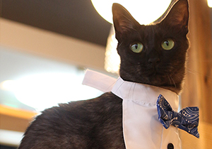 雑種黒猫の母猫 ゆかり