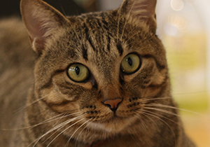 雑種のキジトラ店長 小太郎