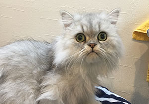 チンチラペルシャ しらす