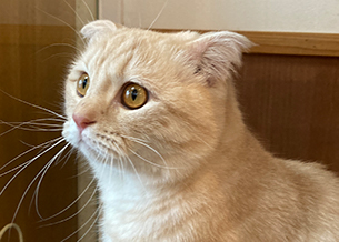 折れ耳のスコティッシュフォールド ぽてと