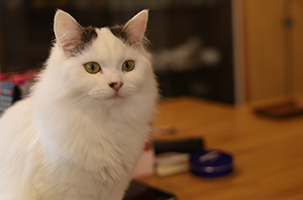 足長マンチカンホワイトダビー だいこん