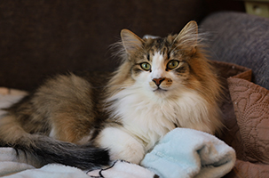 ノルウェージャンフォレストキャット くり