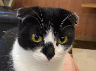 猫カフェ,誕生日