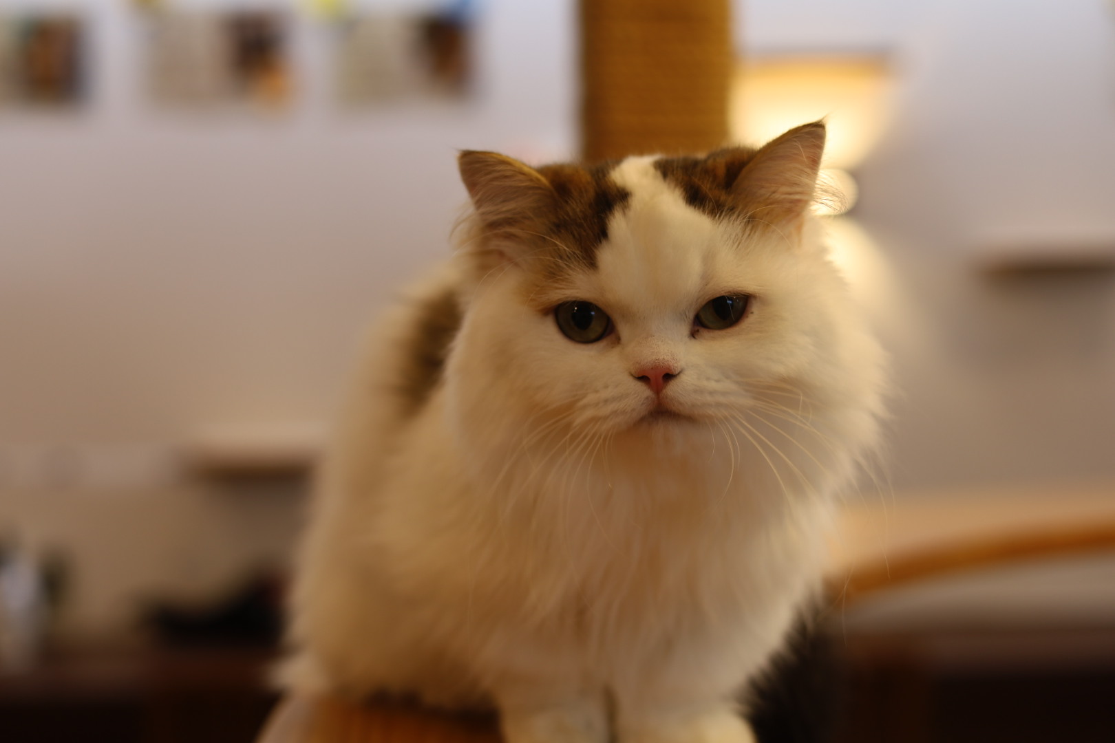 ホワイトタビーのミヌエット かぼす