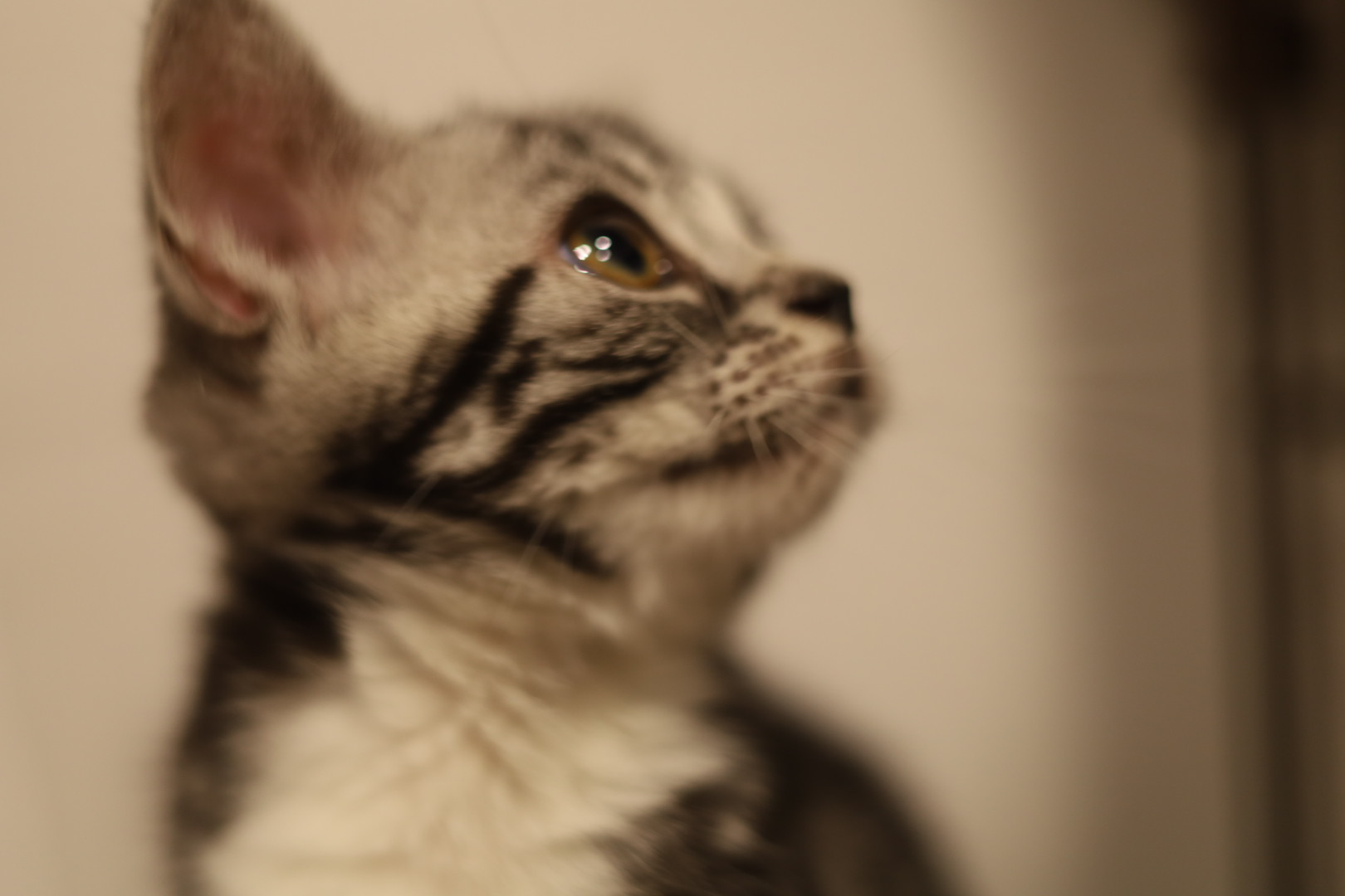 アメショーのりんご