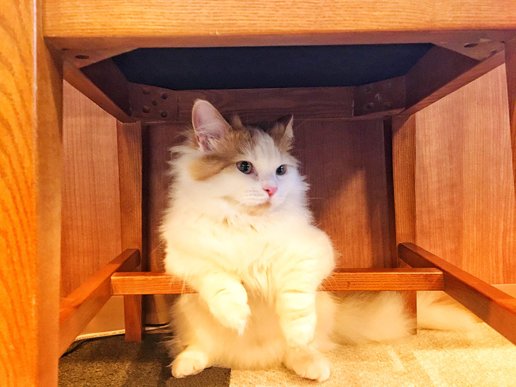 猫カフェ,フォトグランプリ