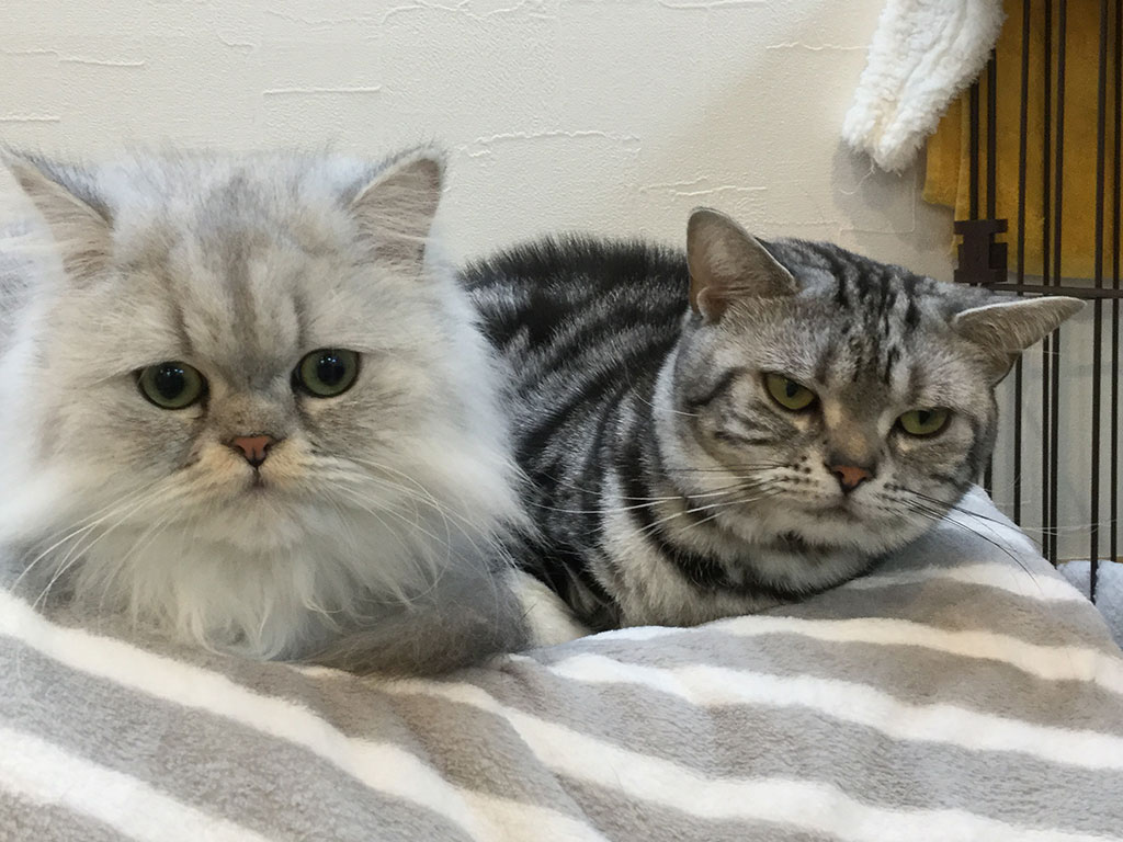 猫カフェ,フォトグランプリ