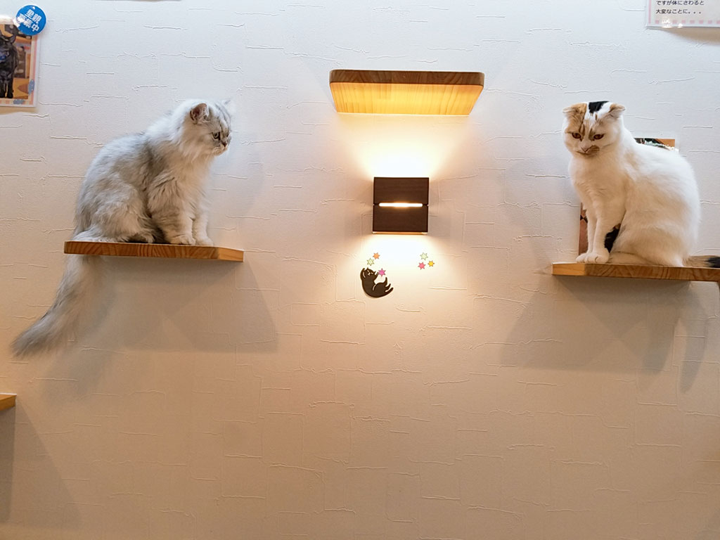 猫カフェ,フォトグランプリ